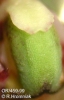Bulbophyllum antenniferum  (12)